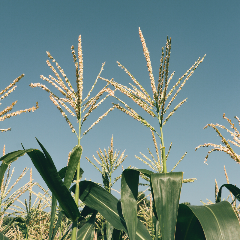 Gene editing for climate-resilient corn